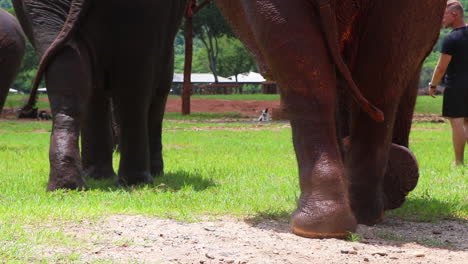 Incredible-close-up-shot-of-elephant-feet-walking-away-from-the-camera-in-slow-motion