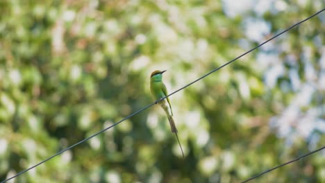 Asian-green-bee-eater-sitting-on-the-wire