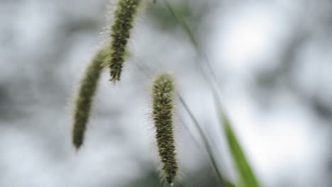 Beautiful-morning-close-up-of-tall-grass-swaying-in-the-wind-in-the-sun