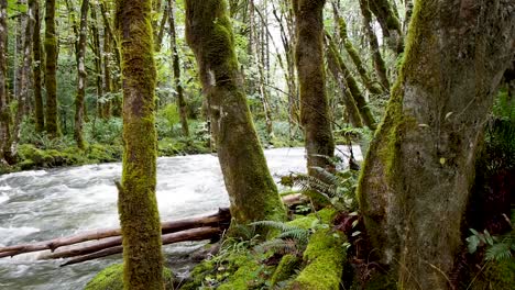 River-in-the-rain-forest