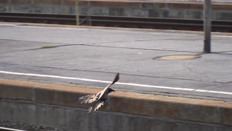 Tracking-shot-of-single-back-raven-flying-between-tracks-of-train-station