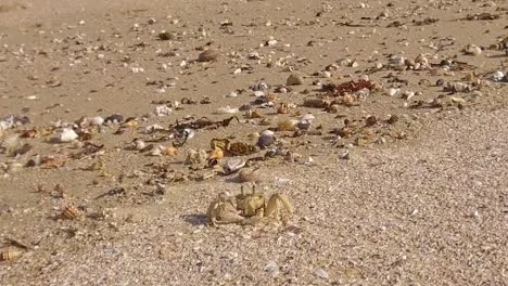 A-curious-little-crab-on-Glen-Gariff-Beach