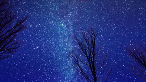 Milchstraße-Und-Sterne-Mit-Winterbäumen-Zoomen-Heran