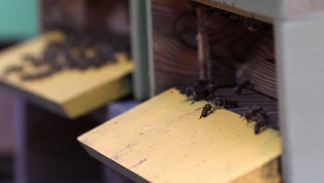 Bienenstockeingang-Mit-Laufenden-Und-Fliegenden-Bienen