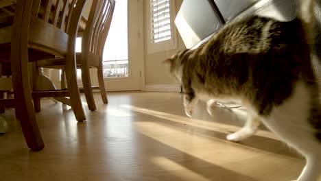 Cute-house-cat-playing-with-string-in-slow-motion