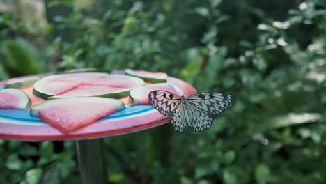 A-Zoom-In-Zeitlupe-Eines-Schmetterlings