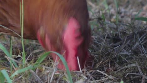 Nahaufnahme-Eines-Huhns,-Das-Im-Gras-Pickt