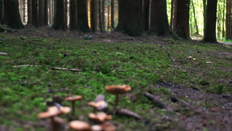 Transition-from-conifers-in-an-Austrian-forest-to-small-mushrooms-on-the-ground