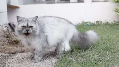 Weiße,-Langhaarige-Persische-Chinchilla-Erwachsene-Weibliche-Katze,-Die-Schwer-Atmet-Und-Auf-Der-Jagd-Nach-Insekten-Im-Hof-Springt