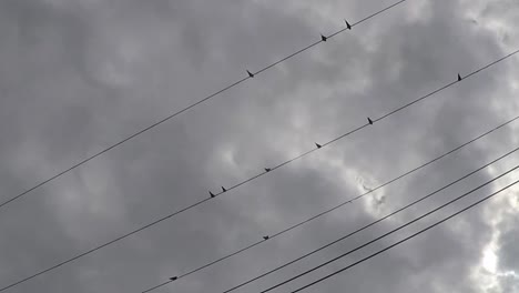 Varios-Pájaros-Sentados-En-Una-Línea-De-Energía---Teléfono-Con-Sobrecarga-De-Nubes-Grises