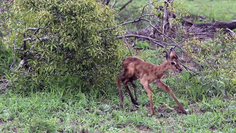 A-newborn-baby-impala-takes-it's-first-steps-with-umbilical-cord-and-afterbirth-still-hanging-from-it