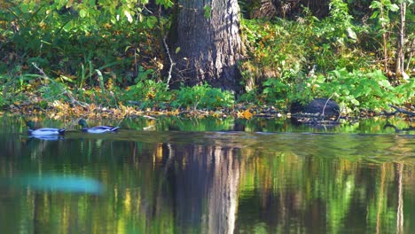 Zwei-Stockenten,-Die-An-Einem-Sonnigen-Herbsttag-Im-Fluss-Vorbeiziehen