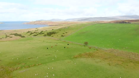 Scottish-Highland-fi-Scottish-Highland-field-by-the-sea-with-cattleeld-by-the-sea-with-cattle