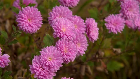 Crisantemo-Rosa-Morifolium-En-Un-Jardín-En-Otoño
