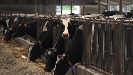 Cows-eating-in-barn