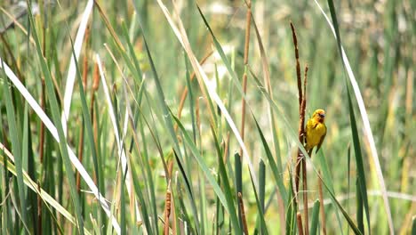 Yellow-Weaver-Bird-posing-on-a-reed-as-it-gently-blows-in-the-wind