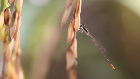 Rice-and-Dragonfly-in-Early-Morning-at-Surin-Province,-Thailand
