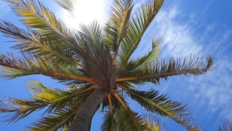 15-second-slow-motion-video-of-a-palm-tree-breezing-in-the-wind-with-the-sun-peeking-through