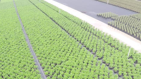 Drone-flying-over-rows-of-green-plants