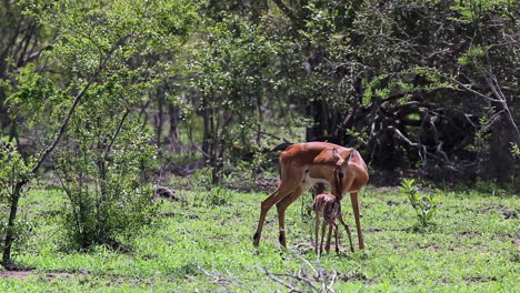 Mutter-Impala-Leckt-Ihr-Neugeborenes-Baby,-Während-Es-Zum-Ersten-Mal-Versucht-Zu-Saugen