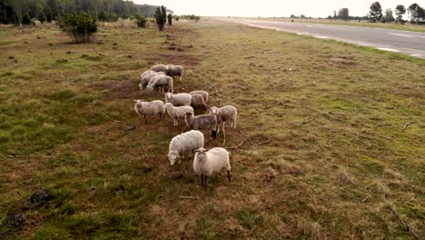 AERIAL:-Flying-Backwars-Away-from-Curious-Grass-Grazing-Flock-of-Sheep