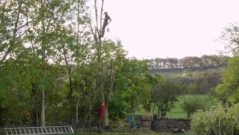 Tree-Surgeon-Working-in-the-Tree-Tops