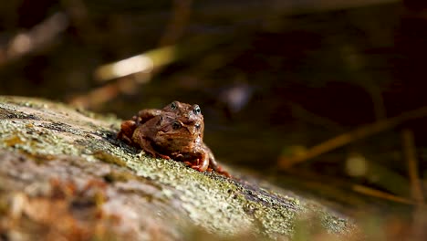 Breeding-frog-couple-sitting-on-the-stone-in-warm-spring-sunlight-near-water