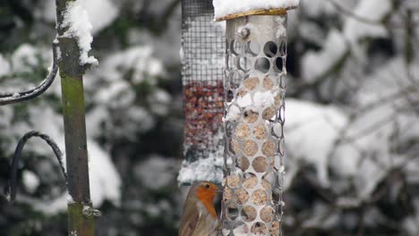 Slow-motion-of-an-uncommon-site-of-a-Robin-feeding-on-a-bird-feeder-in-a-wintry-snowy-scene