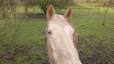 White-horse-in-muddy-field-in-winter-Gloucester-UK