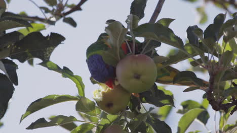 Rainbow-Lorikeet-eating-fruit-from-an-apple-tree