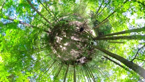 Tiny-planet-of-a-mature-man-walking-through-a-sun-speckled-forest
