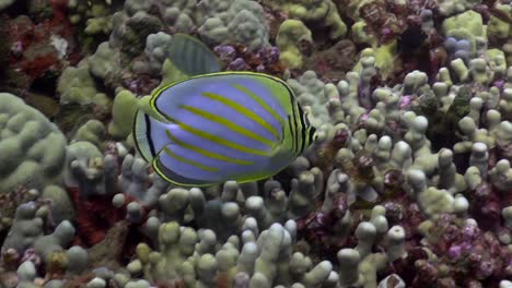 Onate-Butterflyfish-swims-by