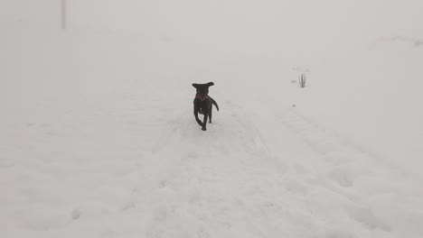 Black-dog-runing-from-and-to-the-camera-on-snow