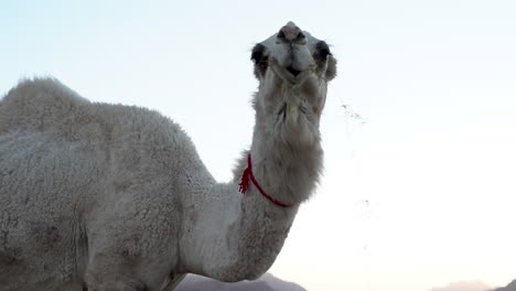 Un-Camello-De-Pelo-Blanco-Come-Hierba-En-El-Fondo-Del-Cielo-Azul-De-La-Noche