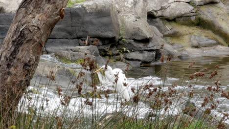 Weißer-Australischer-Reiher,-Der-Auf-Felsen-In-Einem-Sich-Schnell-Bewegenden-Flusswasser-Steht