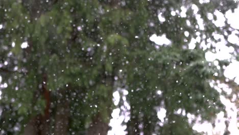 Snowflakes-falling-in-Slow-Motion-near-trees