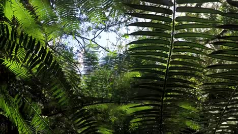 Panning-shot-of-the-sun-flaring-through-jungle-plants