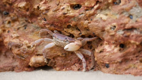 Kleine-Krabbe-Versteckt-Sich-In-Den-Felsen-Eines-Australischen-Strandes