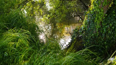 Lush-green-grass,-mossy-tree-on-river-bank-with-sunlight-reflecting-from-surface