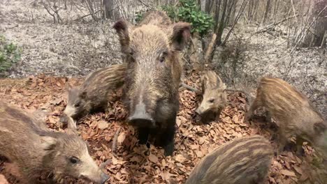 Wild-boar-with-puppies