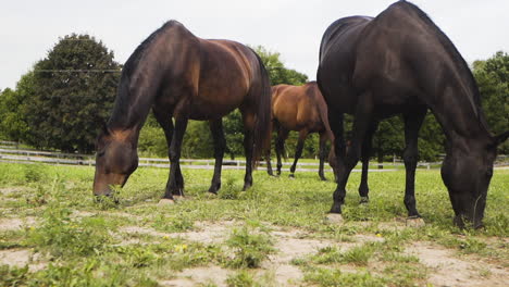 Three-beautiful-horses-feeding-on-grass-on-a-countryside-farm