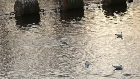 Water-birds-float-by-large-water-buoys