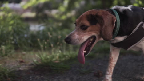 Beagle-Hund-Aus-Nächster-Nähe,-Der-Im-Sommer-Langsam-Durch-Einen-Waldweg-Spaziert