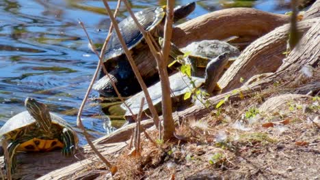 Yellow-bellied-turtle-climbing-out-of-river-onto-river-bank-and-sunning-its-self