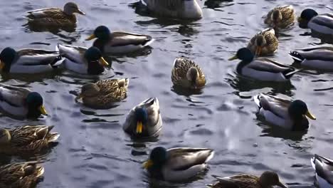 Closeup-of-lively-ducks-swimming-together-in-a-pond