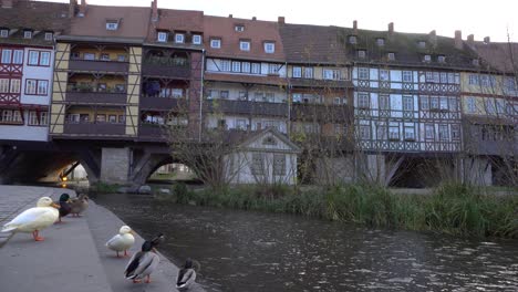 Enten-Vor-Der-Berühmten-Kaufmannsbrücke-In-Erfurt-Mit-Fluss-Gera