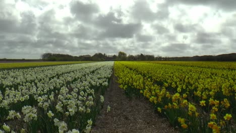 A-field-of-daffodils