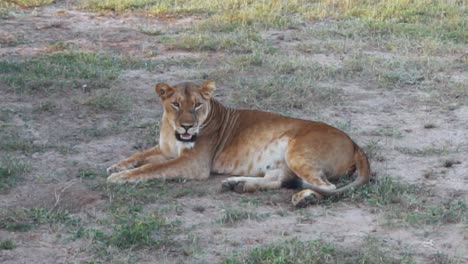 Weiblicher-Löwe-In-Der-Masai-Mara-Afrika