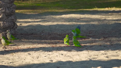 Green-monk-parakeets-searching-and-fighting-for-food-in-the-shadow-of-palm-trees-in-Spain-where-the-parrots-are-considered-as-a-problem