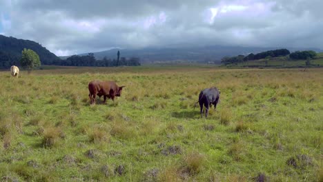 Rinder-Auf-Saftig-Grünen-Weiden-Auf-Der-Hawaiianischen-Insel-Maui